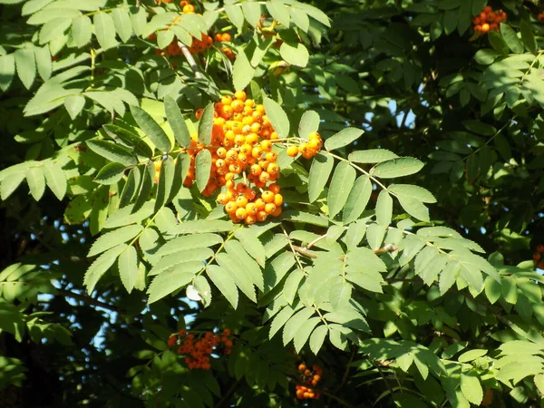Rowan Sorbus Aucuparia Rowan Cinsinin Bir Türüdür — Stok fotoğraf