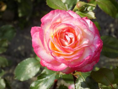 Gül, köpek gülü (Rosa L.)