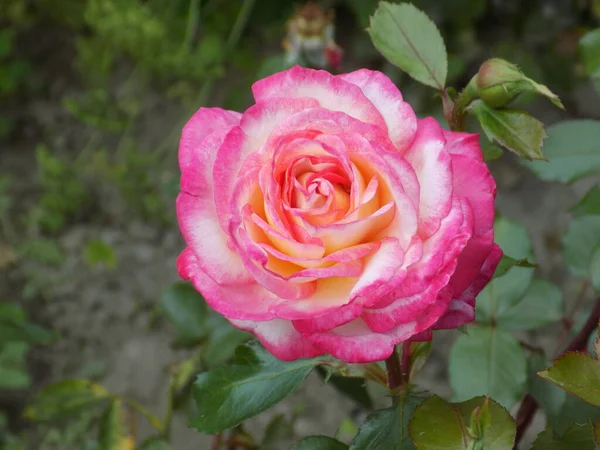 Rosa Rosa Canina Rosa — Foto Stock