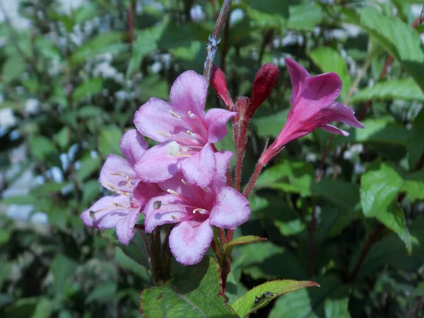 Weigela Weigela Latim Weigela — Fotografia de Stock