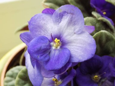 Palmaceae (Lat. Arecaceae, tek oktavlı sınıfından bir odunsu bitki familyasıdır.