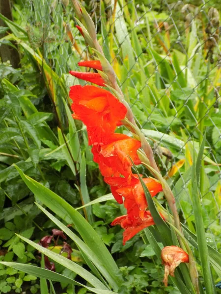Gladiolus Genus Perennial Bulbous Plants Northern Family Beautiful Flowers — Stock Photo, Image