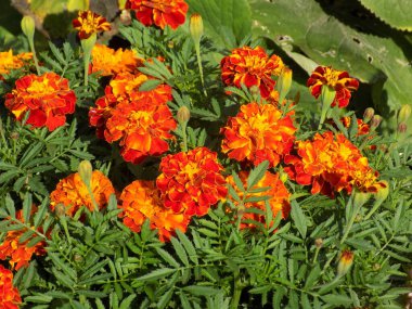 Kadife çiçeği, kadife, dolgun.