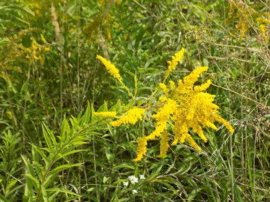 Altın baca şapkası Kanada (Latince Solidgo canadnsis)