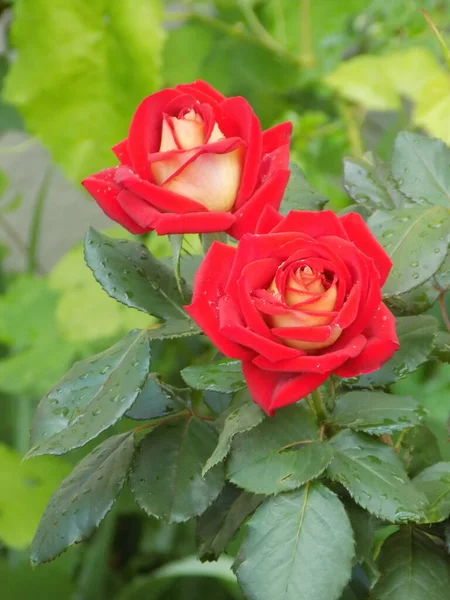 Gül, köpek gülü (Rosa L.)          