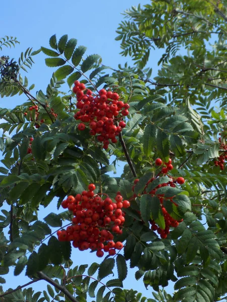 Rowan Sorbus Aucuparia Rowan Cinsinin Bir Türüdür — Stok fotoğraf