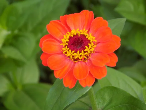 Zinnia ラテン語Znnia 専攻科 アスター科 アスタリスク科 の年間および多年草の植物の属 — ストック写真