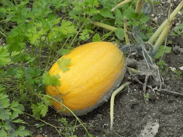 Calabaza Repollo Latín Cucurbita — Foto de Stock