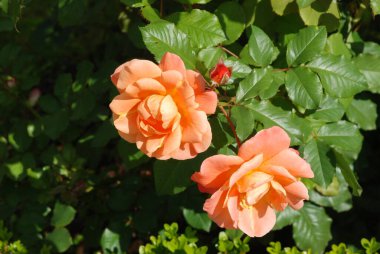 Gül, köpek gülü (Rosa L.)          