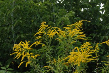 Altın baca şapkası Kanada (Latince Solidgo canadnsis)