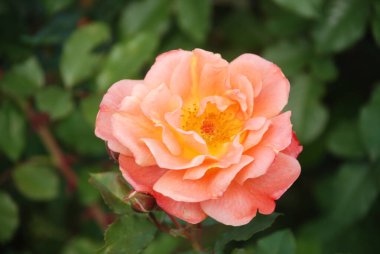 Gül, köpek gülü (Rosa L.)          