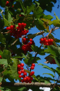 Yaygın mantar, kırmızı frenk üzümü (Latin Viburnum opulus)       