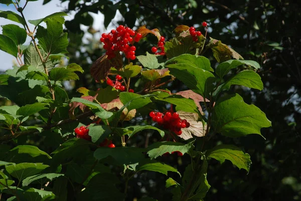 Обыкновенные Грибы Красная Смородина Latin Viburnum Opulus — стоковое фото