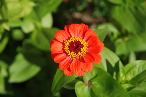 Zinnia Latin Znnia Majors Majors Род Ежегодных Многолетних Растений Семейства — стоковое фото