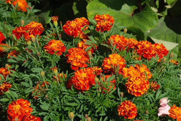 stock image Marigolds (Tagetes), velvet, plump