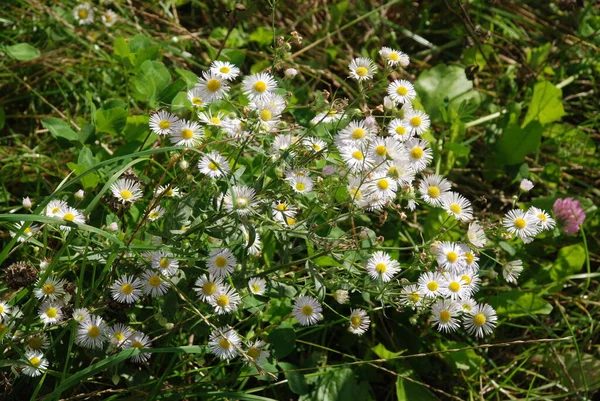 Chamomile Matricaria Other Names Romaine Weasel Daughter Law Novel Rarely — Stock Photo, Image