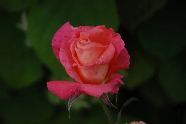 Rosa Rosa Cão Rosa — Fotografia de Stock