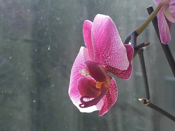 Zozuliantsev Orchidaceae Orchidaceae Bitkisel Bitkilerin Uzun Ömürlü Karasal Veya Epifiz — Stok fotoğraf