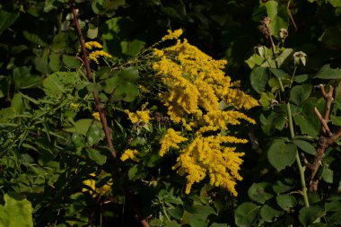 Altın baca şapkası Kanada (Latince Solidgo canadnsis)