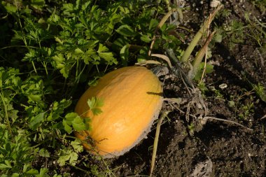 Balkabağı ya da lahana (Latin Cucurbita)