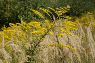Altın baca şapkası Kanada (Latince Solidgo canadnsis)
