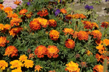 Kadife çiçeği, kadife, dolgun.