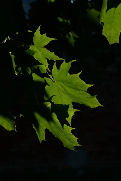 Arce Común Hoja Aguda Acer Platanoides —  Fotos de Stock