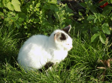 Kedi kedisi (Latince Felis Silvestris catus), kedigiller (Felis) familyasından bir kedi türü.)