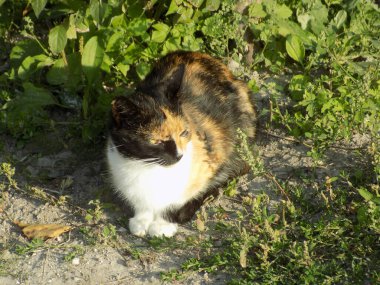 Kedi kedisi (Latince Felis Silvestris catus), kedigiller (Felis) familyasından bir kedi türü.)