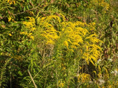  Altın baca şapkası Kanada (Latince Solidgo canadnsis)         