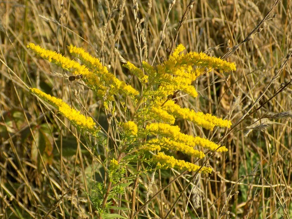 Golden Cowl Canadian Latijns Solidgo Canadnsis — Stockfoto