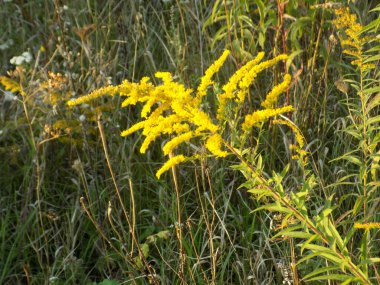 Altın baca şapkası Kanada (Latince Solidgo canadnsis)         