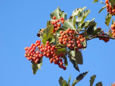 Yaygın mantar, kırmızı frenk üzümü (Latin Viburnum opulus)       