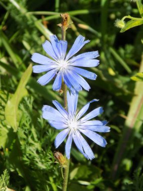 Çiçek mavi, mavi mavi mavi                       