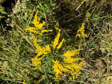 Altın baca şapkası Kanada (Latince Solidgo canadnsis)