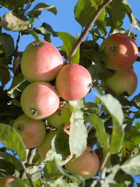 Ev elması ağacı (Malus domestica). Elma ağacı evdir.          