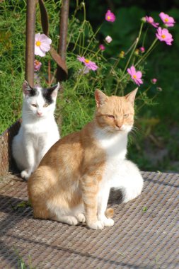 Kedi kedisi (Latince Felis Silvestris catus), kedigiller (Felis) familyasından bir kedi türü.)