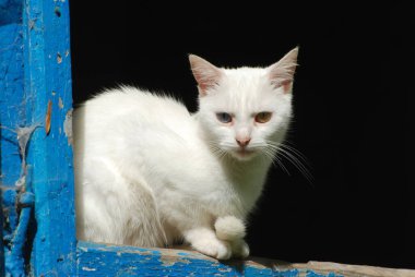 Kedi kedisi (Latince Felis Silvestris catus), kedigiller (Felis) familyasından bir kedi türü.)