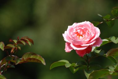 Gül, köpek gülü (Rosa L.)          