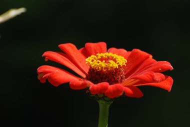 Zinnia (Latince Znnia), major, majors - aster familyasının yıllık ve daimi bitki cinsi (Asteraceae))