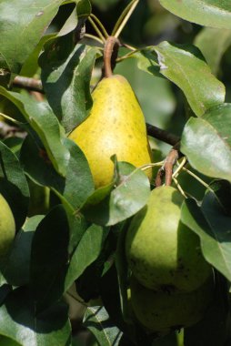 Olgun armutlar ağaçta