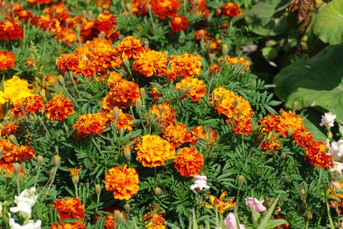 Kadife çiçeği, kadife, dolgun.