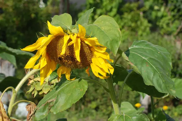 Girasole Helianthus Girasole Annuale Helinthus Nnuus Olio Girasole — Foto Stock