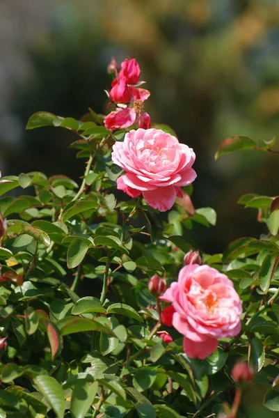 Rose Dog Rose Rosa — Stock Photo, Image