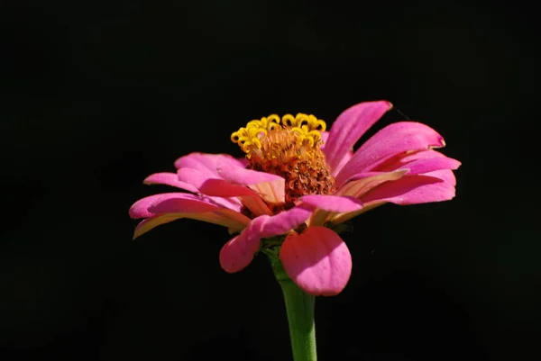 Zinnia ラテン語Znnia 専攻科 アスター科 アスタリスク科 の年間および多年草の植物の属 — ストック写真