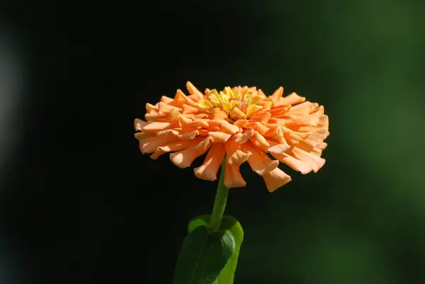 Zinnia Latin Znnia Majors Majors Род Ежегодных Многолетних Растений Семейства — стоковое фото