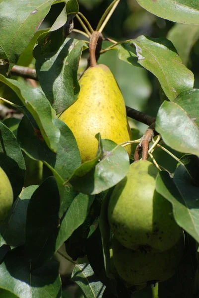 Olgun armutlar ağaçta