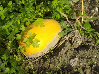 Balkabağı ya da lahana (Latin Cucurbita)