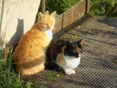 Kedi kedisi (Latince Felis Silvestris catus), kedigiller (Felis) familyasından bir kedi türü.)          