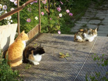 Kedi kedisi (Latince Felis Silvestris catus), kedigiller (Felis) familyasından bir kedi türü.)          